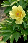 芍药 Paeonia lactiflora 品种