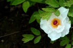 牡丹 Paeonia suffruticosa