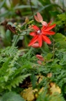 红花西番莲 Passiflora miniata
