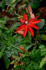 红花西番莲 Passiflora miniata