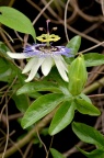 西番莲 Passiflora caerulea
