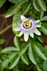 西番莲 Passiflora caerulea