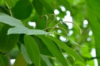 胡椒科 Piperaceae