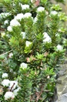 短叶罗汉松 Podocarpus macrophyllus var. maki