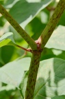 虎杖 Reynoutria japonica