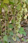 虎杖 Reynoutria japonica 瘦果