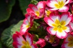 欧洲报春 Primula vulgaris