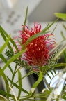 红花银桦 Grevillea banksii