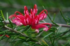 山龙眼科 Proteaceae