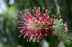 红花银桦 Grevillea banksii