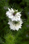 黑种草 Nigella damascena