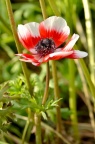 欧洲银莲花 Anemone coronaria