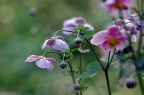 野棉花 Anemone vitifolia
