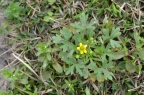 石龙芮 Ranunculus sceleratus