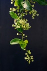 光枝勾儿茶 Berchemia polyphylla var. leioclada