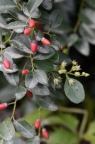 多叶勾儿茶 Berchemia polyphylla