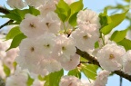 一叶（一葉）Prunus lannesiana 'Hisakura'