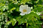 白花单瓣玫瑰 Rosa rugosa f. alba