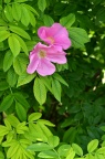 粉红单瓣玫瑰 Rosa rugosa f. rosea
