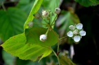 疑似 悬钩子属 木莓 Rubus swinhoei，求确认