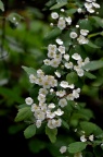 麻叶绣线菊 Spiraea cantoniensis