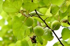 杏 Armeniaca vulgaris 果实