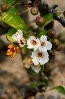 '蒂娜' 海棠 Malus toringo subsp. sargentii 'Tina'