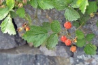 茅莓 Rubus parvifolius 聚合果