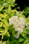 白花绣线菊 Spiraea japonica var. albiflora
