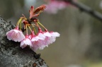 福建山樱花 / 钟花樱桃 Cerasus campanulata