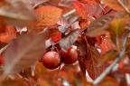 红叶李 / 紫叶李 Prunus cerasifera f. atropurpurea