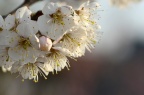 '暖地'樱桃 Cerasus pseudocerasus