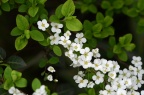 李叶绣线菊 / 李叶笑靥花 / 笑靥花 Spiraea prunifolia