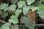 高粱泡 Rubus lambertianus
