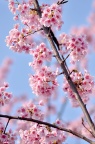 福建山樱花 / 钟花樱桃 / 绯樱 Cerasus campanulata