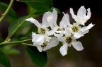 白鹃梅 Exochorda racemosa