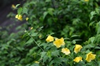 棣棠 / 棣棠花 Kerria japonica