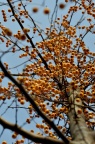 湖北海棠 Malus hupehensis