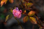 小月季 / 微型月季 Rosa chinensis var. minima