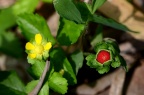 蛇莓 Duchesnea indica