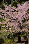 河津樱 Cerasus lannesiana 'Kawazu-zakura' 河津桜