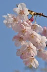 大渔樱 Cerasus serrulata 'Tairyo-zakura' 大漁桜