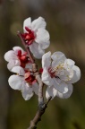 杏 Armeniaca vulgaris