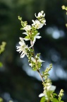 白鹃梅 Exochorda racemosa 花