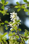白鹃梅 Exochorda racemosa 花