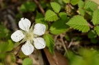 蓬蘽 / 蓬藟 Rubus hirsutus