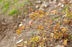 金焰绣线菊 Spiraea japonica 'Goldflame'