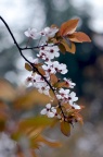 红叶李 / 紫叶李 Prunus cerasifera 'Pissardii' / Prunus cerasifera f. atropurpurea