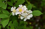 野蔷薇 Rosa multiflora