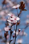 'Nigra' 樱桃李 Prunus cerasifera 'Nigra' 或 紫叶矮樱 Prunus × cistena，待定